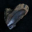 Rooted Triceratops Tooth - #7163-1